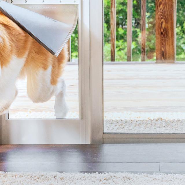 dog smiling through pet door