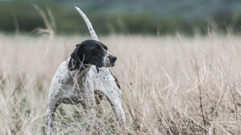 Dog being trained with SportDOG tools