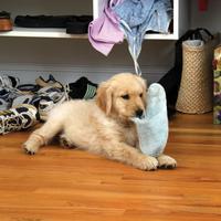 puppy chewing slipper