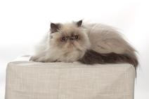 Himalayan cat