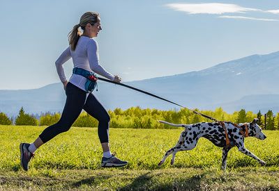 Leashes and Accessories