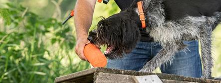 Proper Dental Care for Your Dog