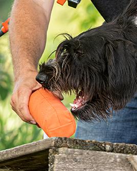 Proper Dental Care for Your Dog
