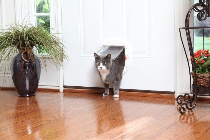 Cat coming into house through cat door flap