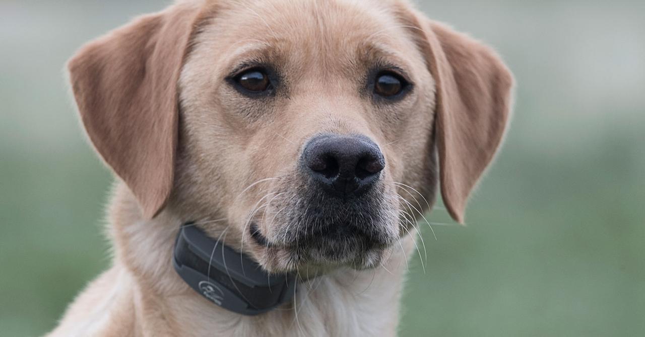 Retriever wearing SportDOG collar