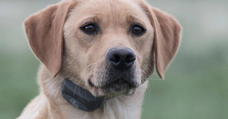 Retriever wearing SportDOG collar