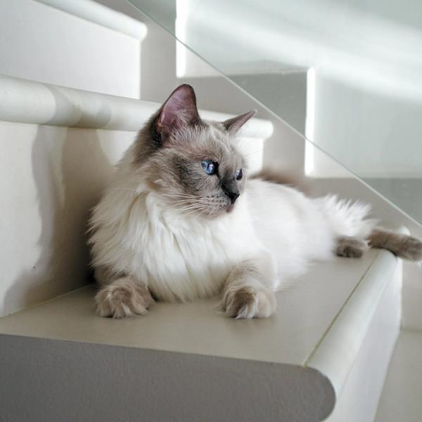 Ragdoll Cat