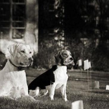 How In-Ground Fences Help with Hunting Dogs