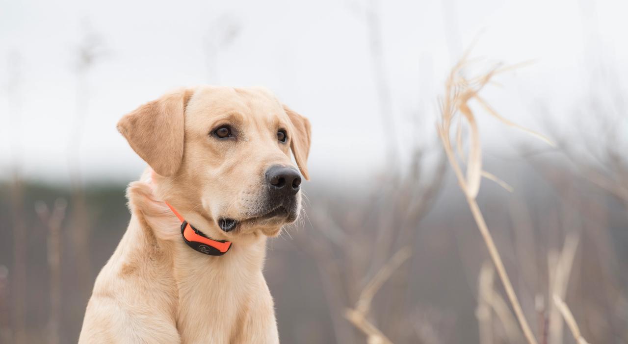 yellow lab in orange collar