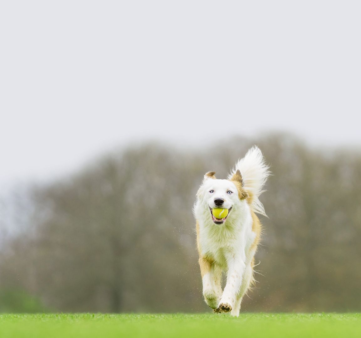 dog running with ball and happy