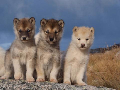 The Benefits of Spaying or Neutering Your Dog