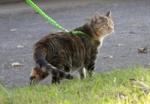 cat on leash
