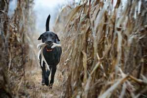 Shed Hunting: Help Your Dog Help You - Part 2