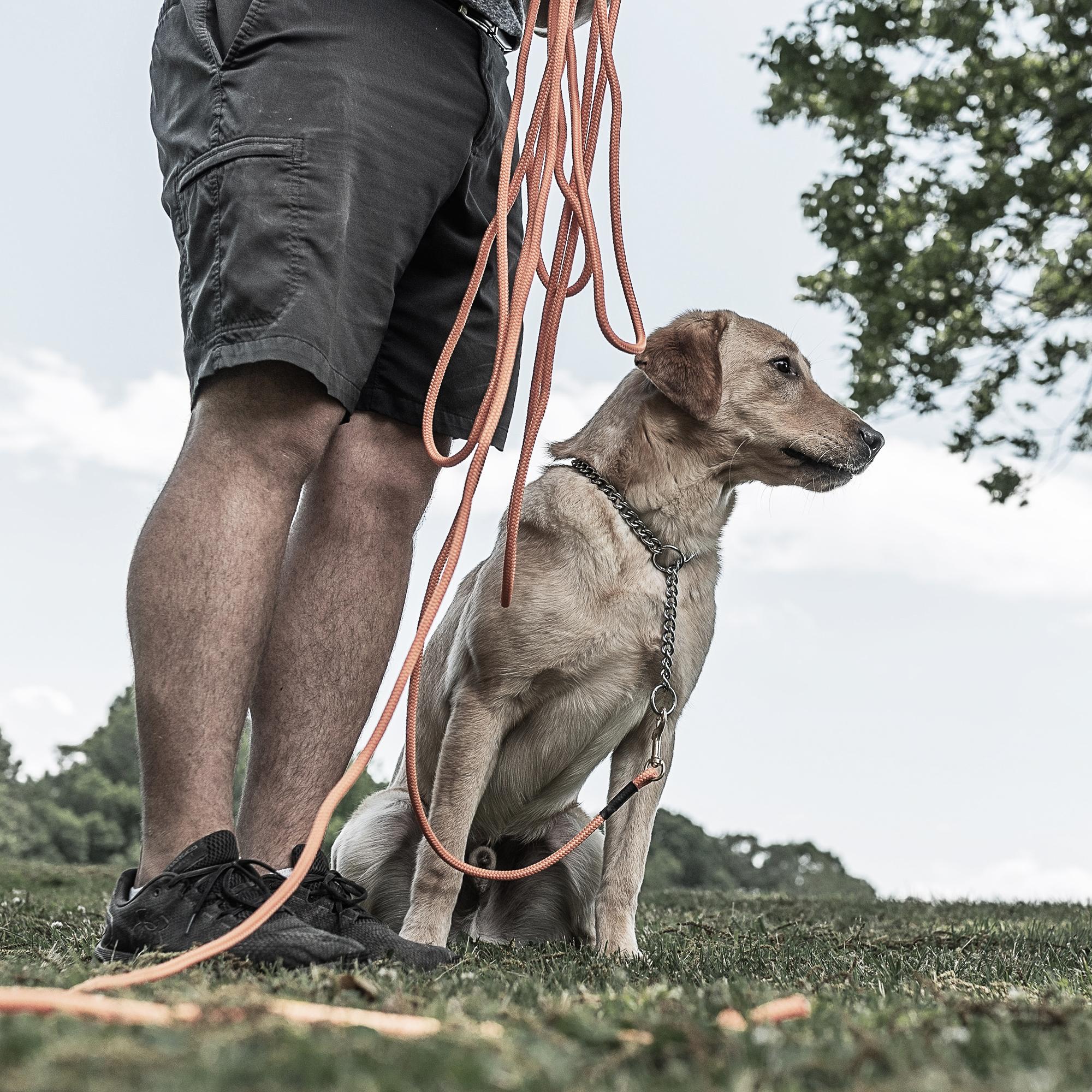 Skunks and porcupines can be a real concern for hunters using sporting dogs. I’ve been involved in plenty of porcupine quill-pulling parties, and trust me, it is a horrible ordeal. Skunks, while not as dangerous, certainly can ruin your day, or even your whole trip.