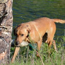 Retriever Training: The Transition to Water