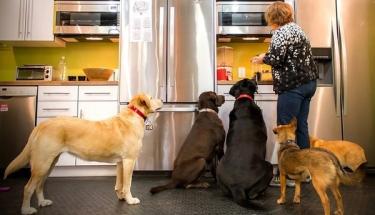Create a Dog-Friendly Office: 10 Steps