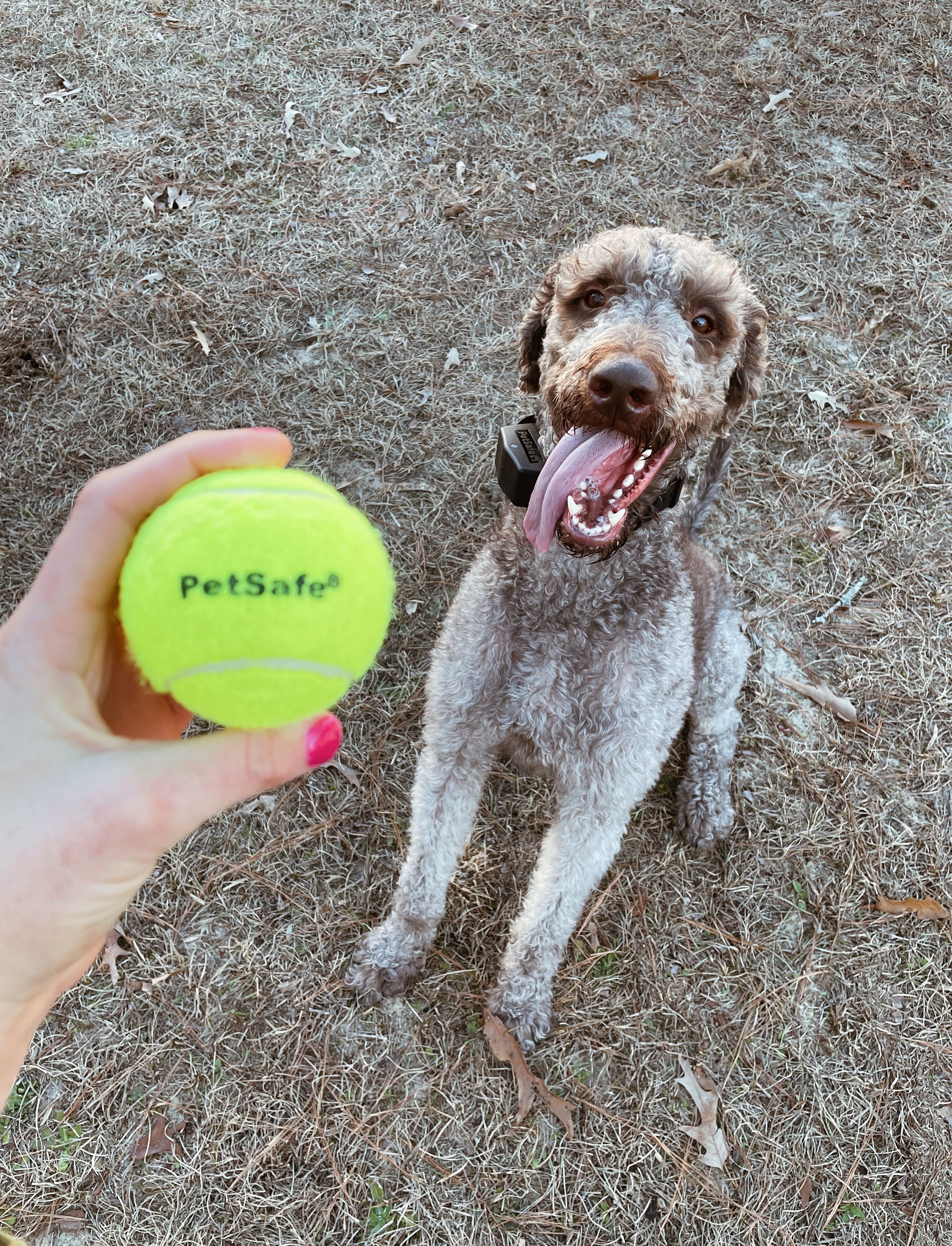 dog with tennis ball