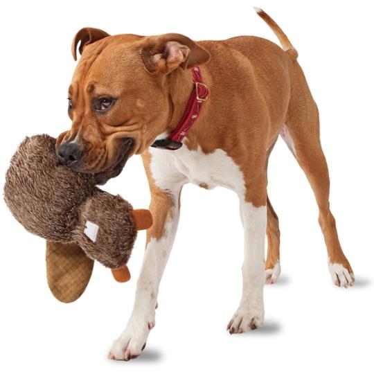 dog holding toy