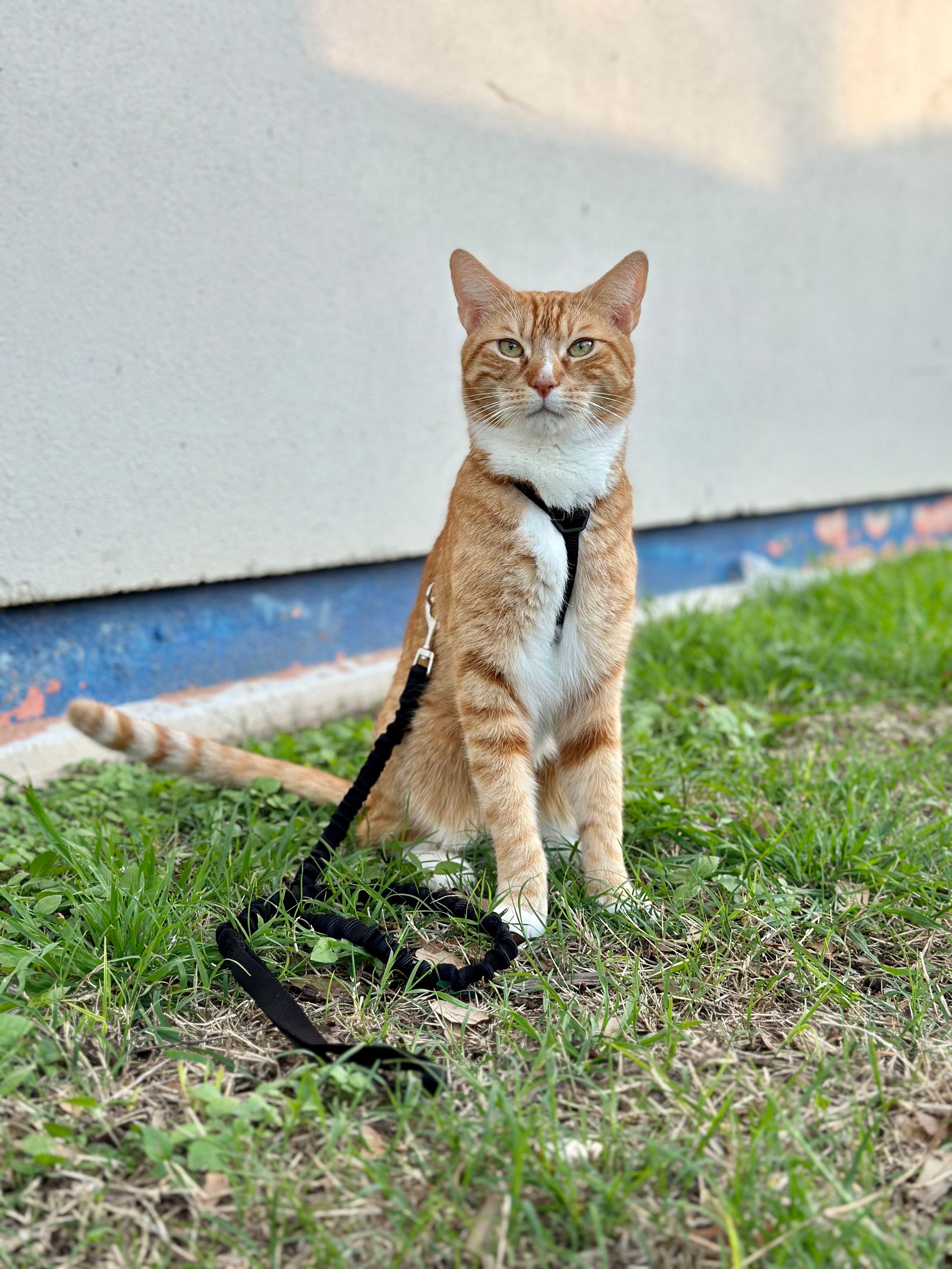 Orange cat with white chest wearing black PetSafe Come with Me Kitty Harness sitting in the grass and looking into the camera.