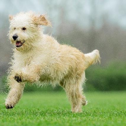 Why Neuter a Dog? The health and behavior benefits