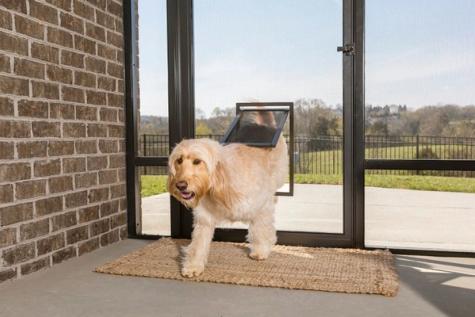 dog coming through petsafe screen door