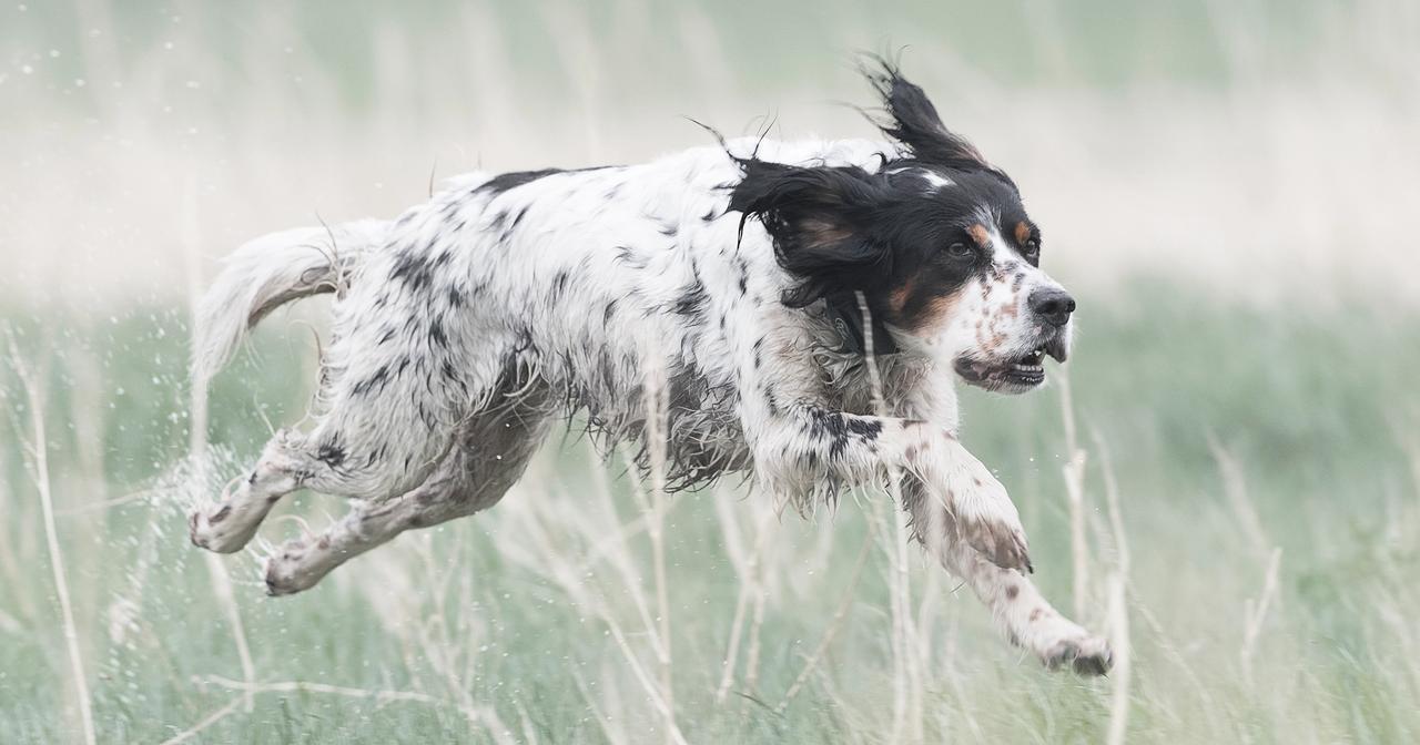 Setter running through wet grass