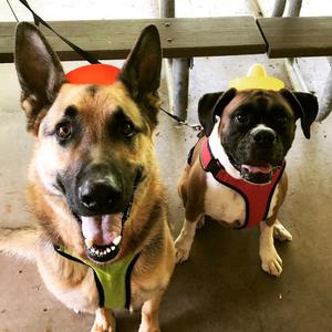 dogs wearing hats