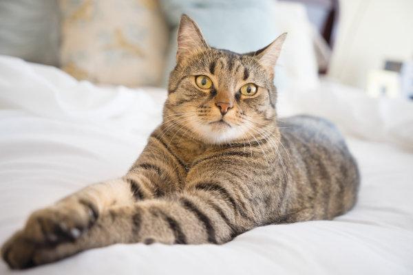 Important Tips for First-Time Pet Owners