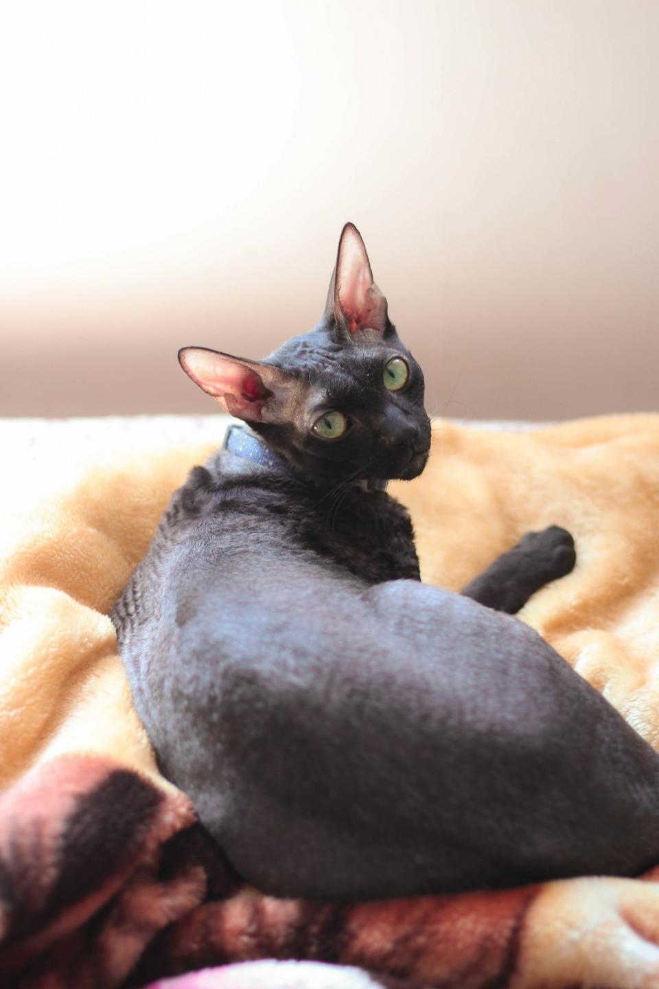 Cornish Rex Black Cat