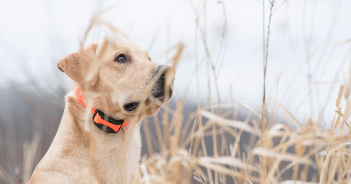 Tips For Dove Hunting And Gun Dogs