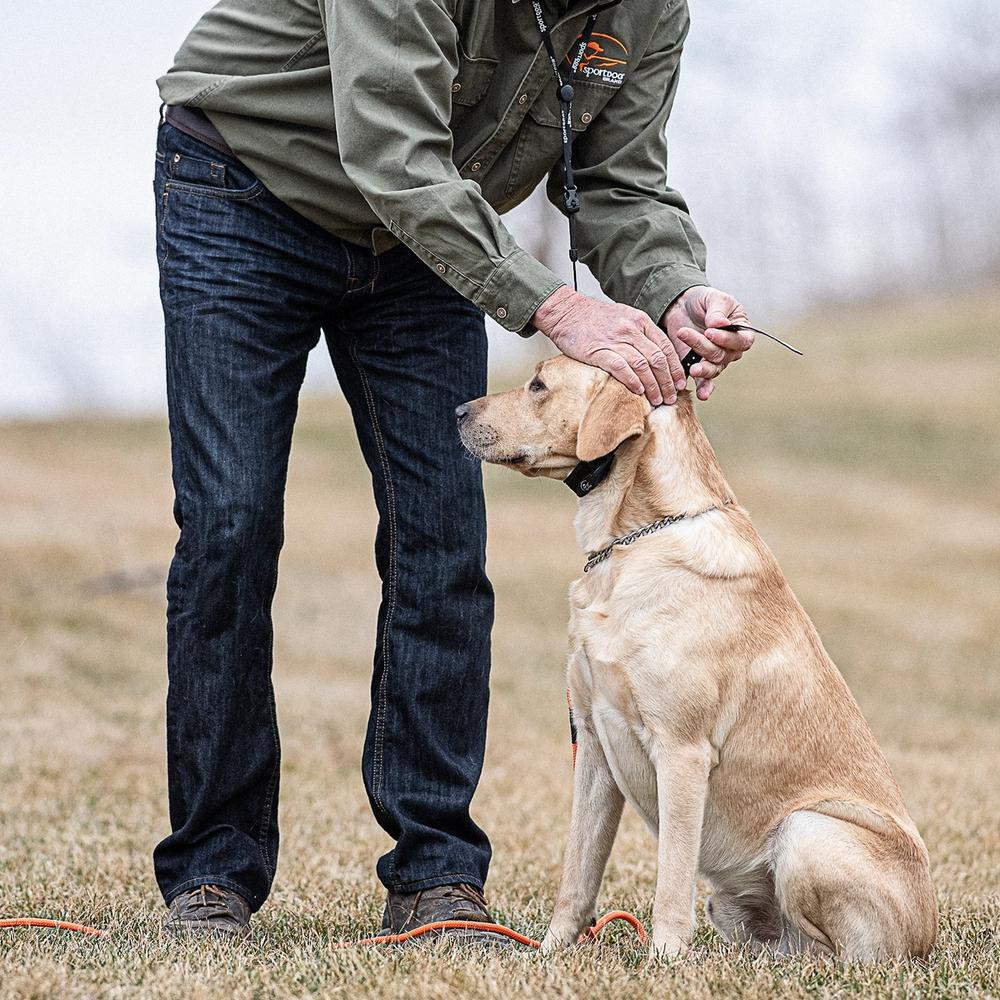 Man putting e-collar on yellow lab