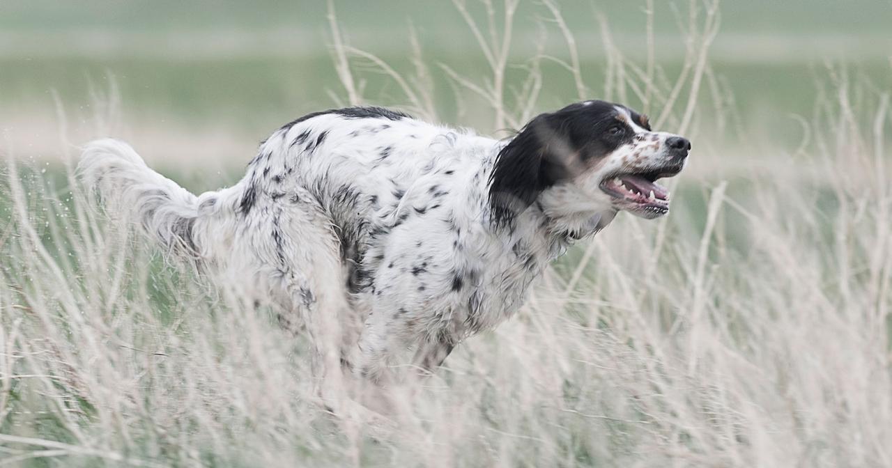 Dog runing through tall grass
