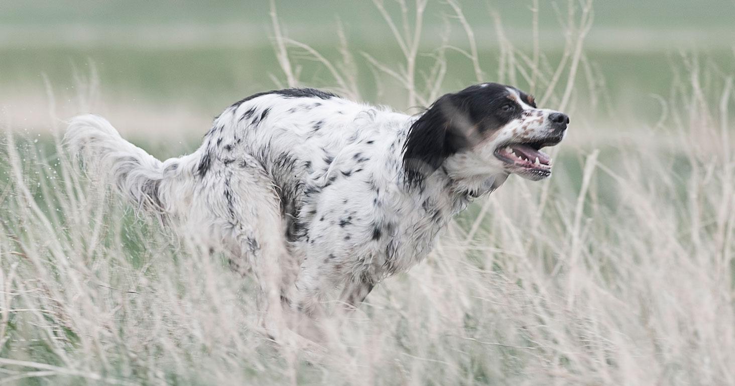 Setter running through tall grass.