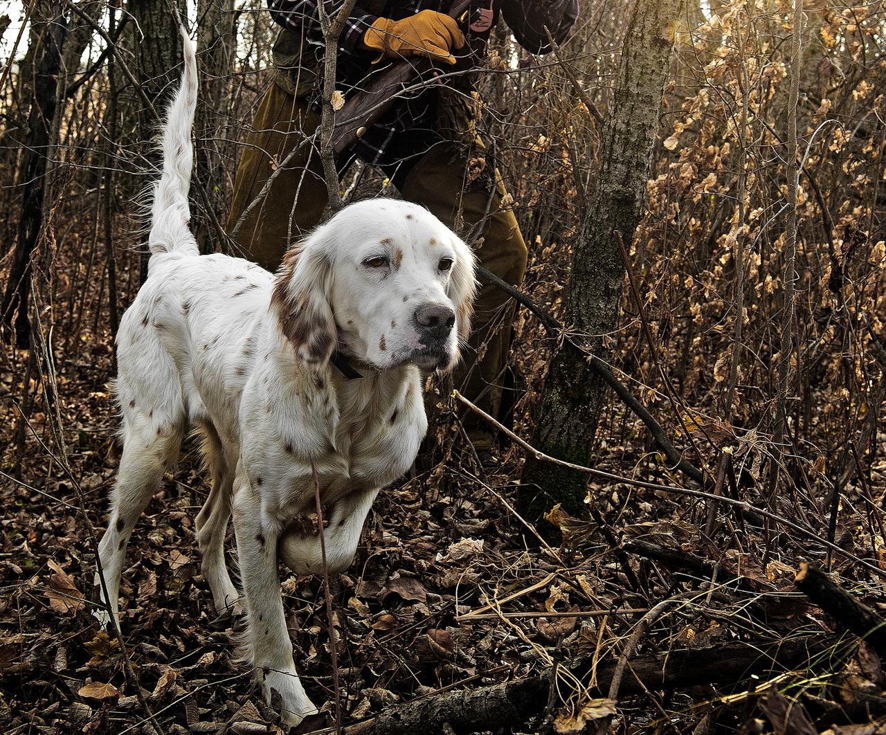 Setter on point with hunter walking up behind with gun ready