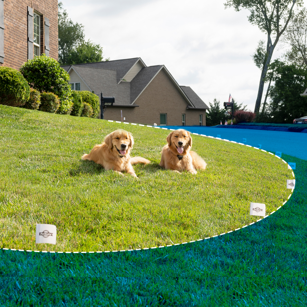 Two dogs with boundary