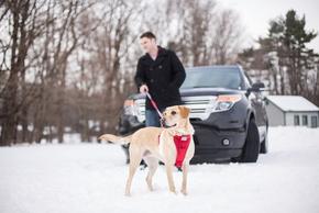 Essential Winter Gear for Dog Travel