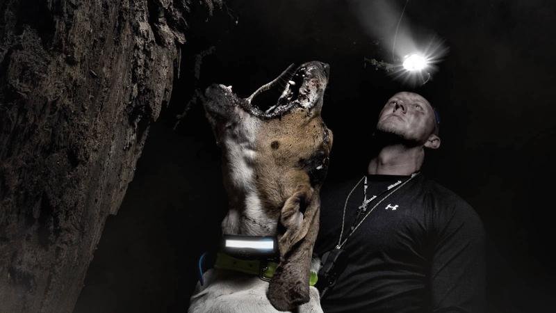 Dog barking at prey up in tree