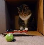 cat playing with string