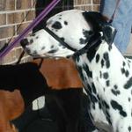 dog wearing headcollar