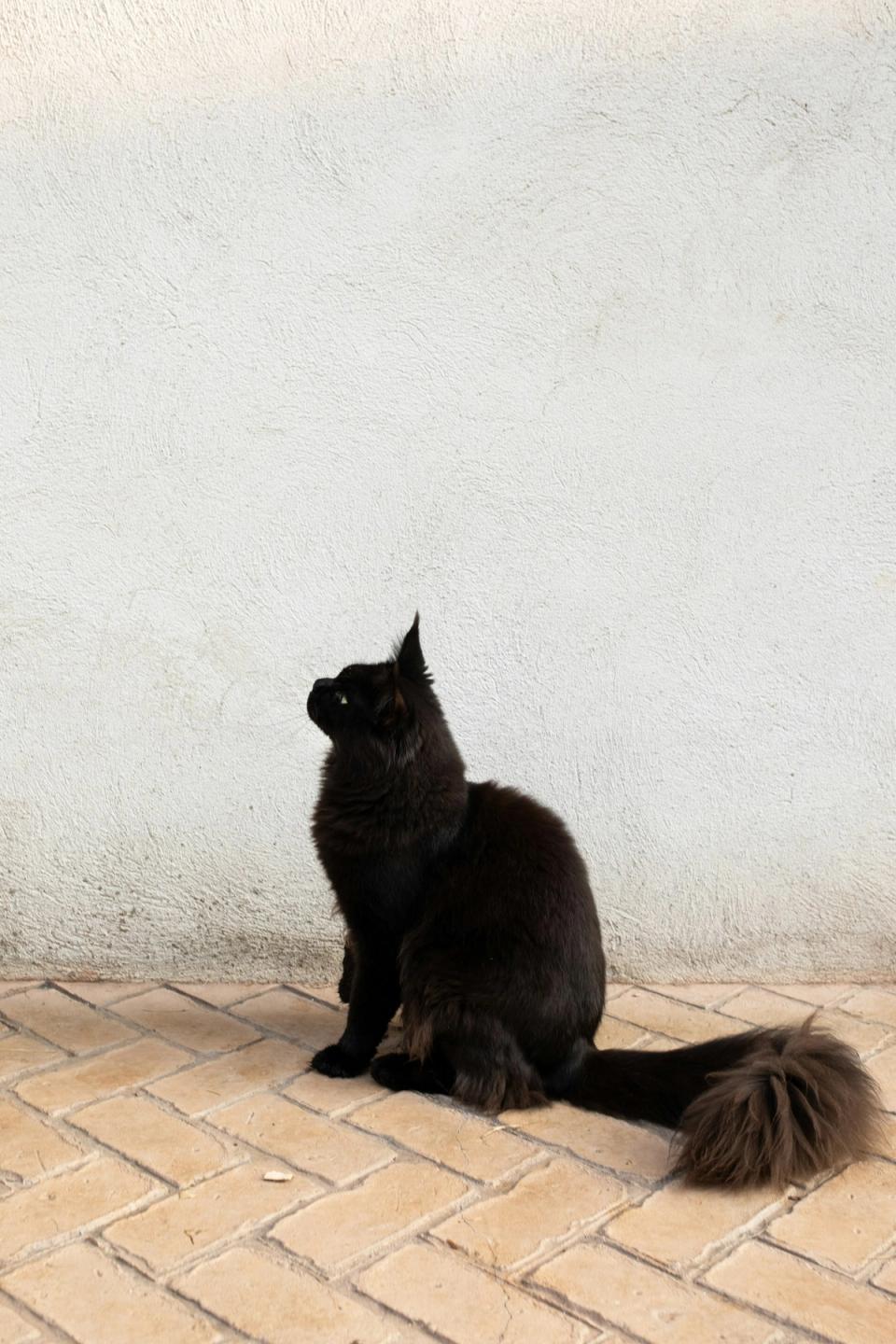 Maine Coon Black Cat