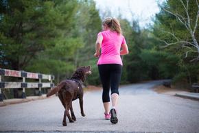 5 Expert Tips for Running with Your Dog