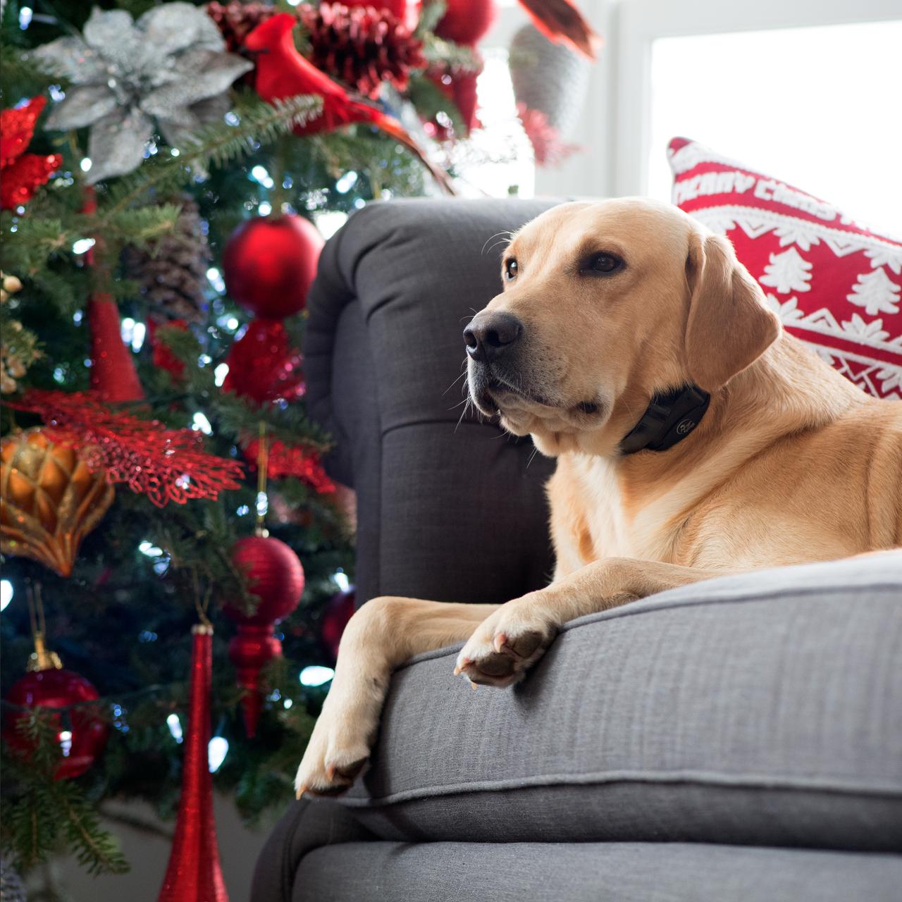 Yellow lab laying on the couch during a holiday