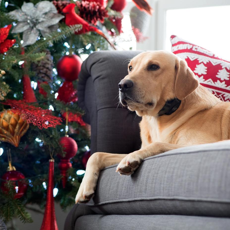 Yellow lab laying on the couch during a holiday