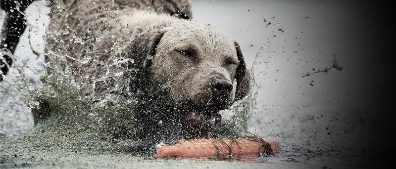 Dog chasing down dummy while running through water