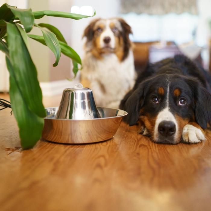 Bernese mountain dog sits next to PetSafe Seaside Stainless Pet Fountain and aussie dog sits in the background.