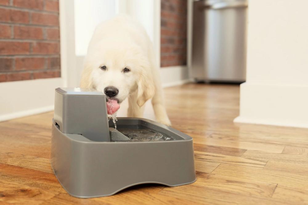 Dog drinking from fountain