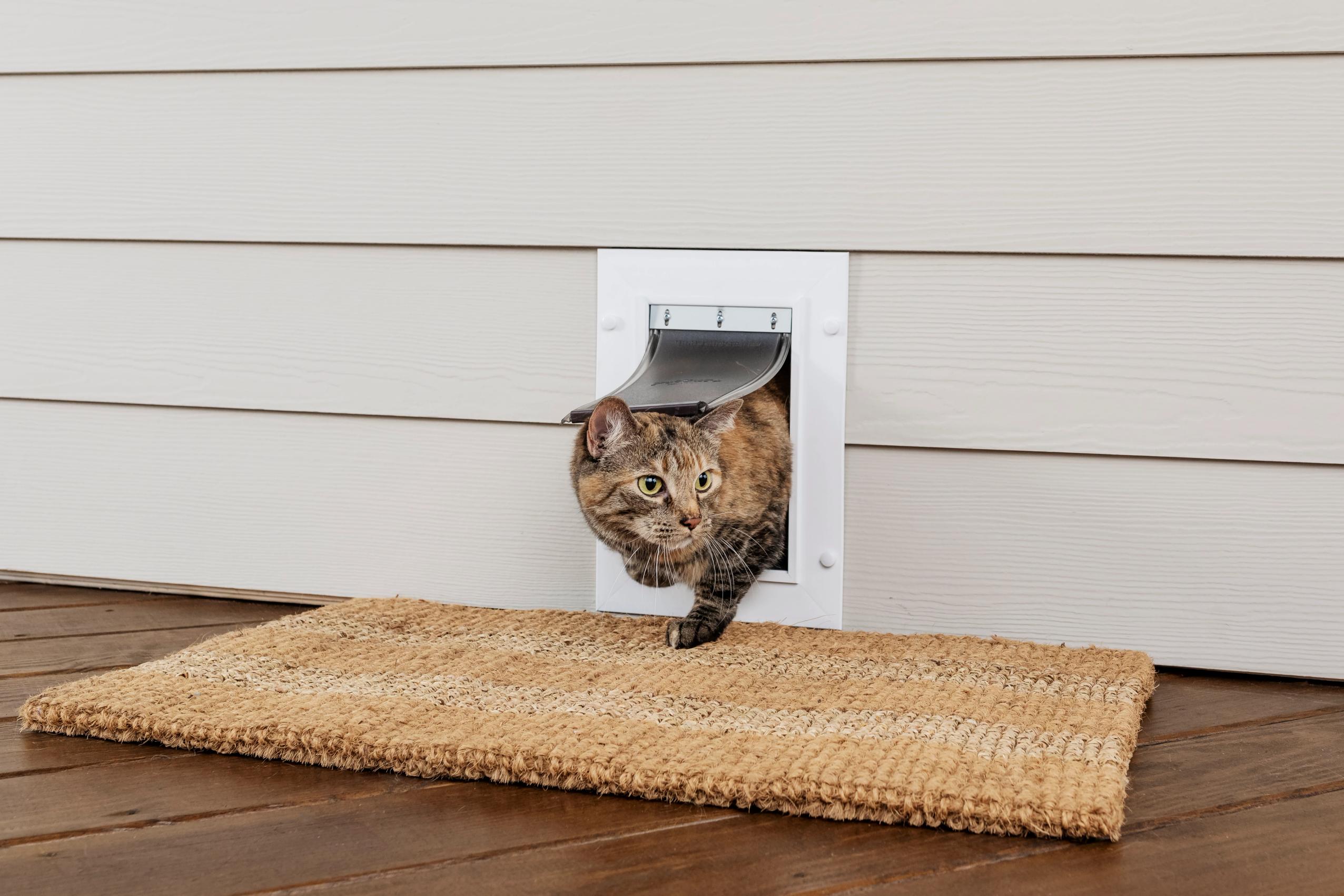 cat door to patio