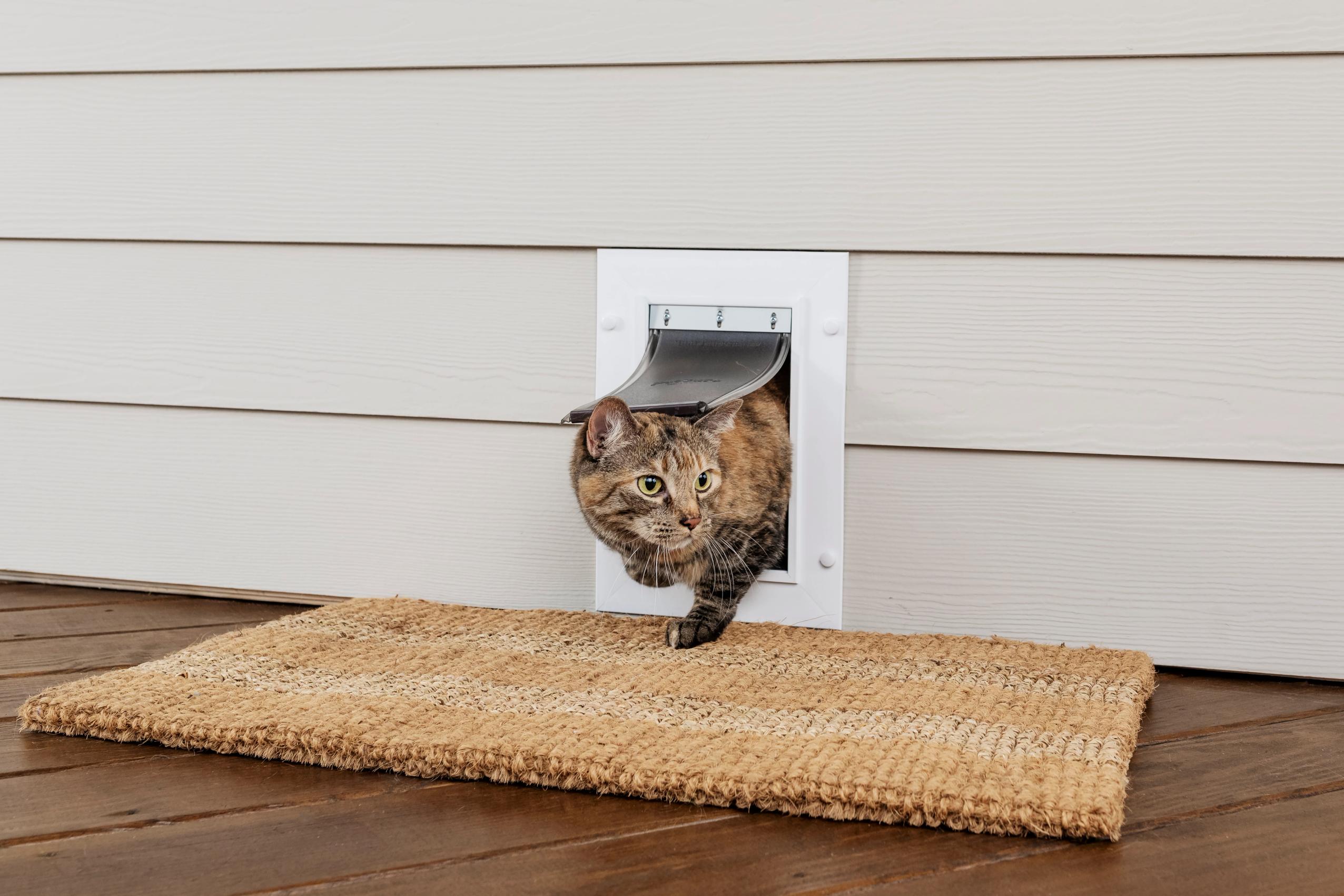 cat door to patio