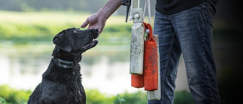 Dog with trainer