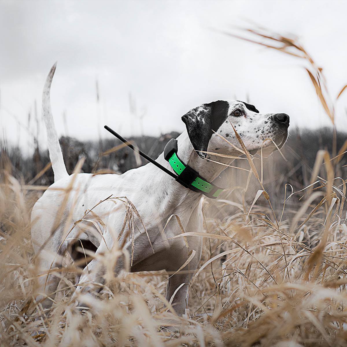 Upland hunting in high cover